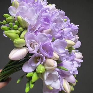 香雪兰种球多年生易养庭院露台阳台浓香型球根观花小仓兰大球盆栽