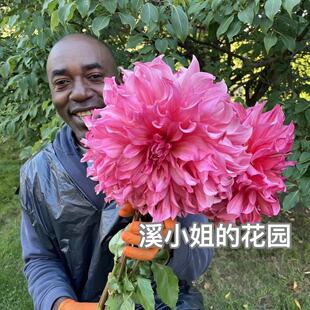 26年进口大丽花种球巨型花进口牛奶咖啡地瓜花多年生球宿根四季