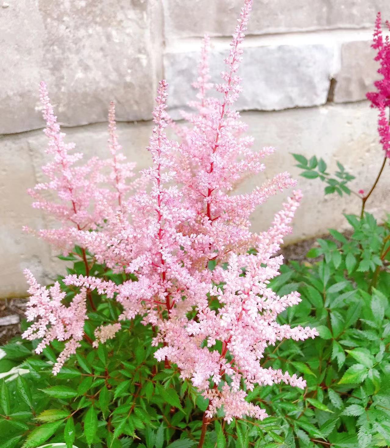 进口落新妇根块种球裸根苗多年生庭院耐寒耐阴花卉盆栽地栽,鲜花速递/花卉仿真/绿植园艺,种球/裸根,淘宝优惠券,粉丝福利购,淘宝优惠卷