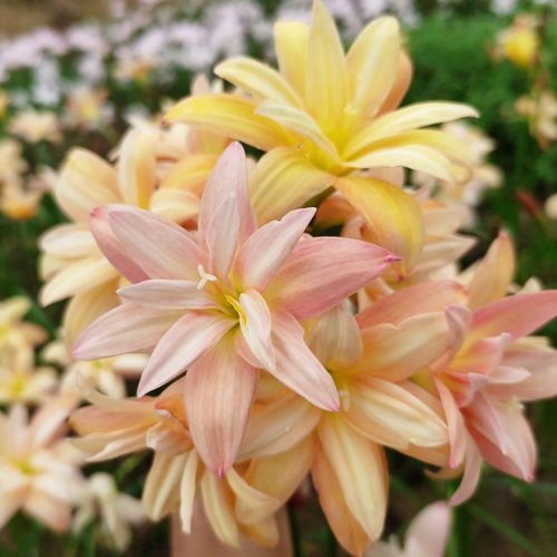 风雨兰丽丽种球初恋开花夏季