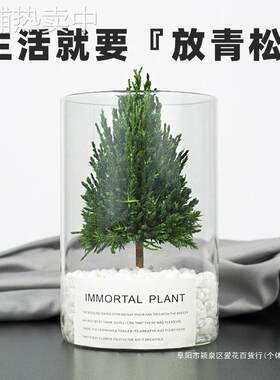 放青松办公室桌面 绿植工位解压装饰 摆件植物情绪稳定花盆礼物