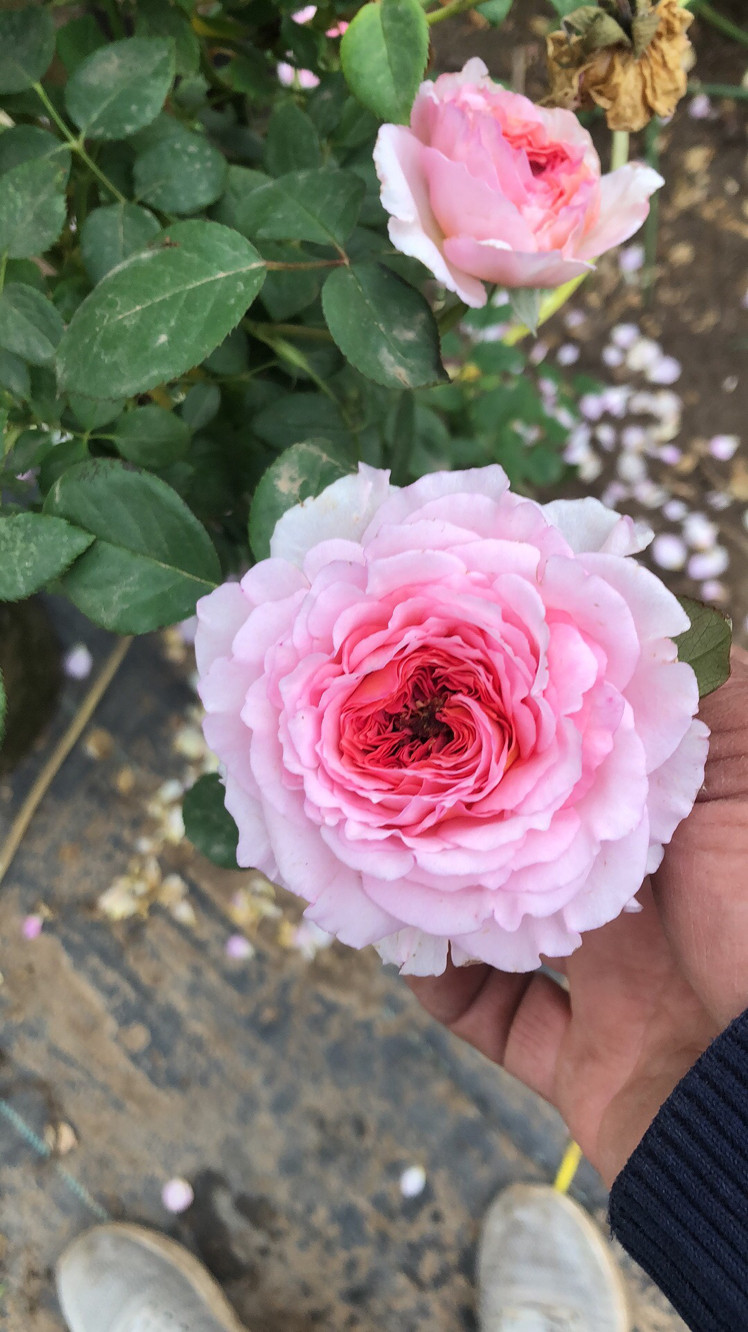 詹姆斯高威,粉色大花浓香藤本月季花