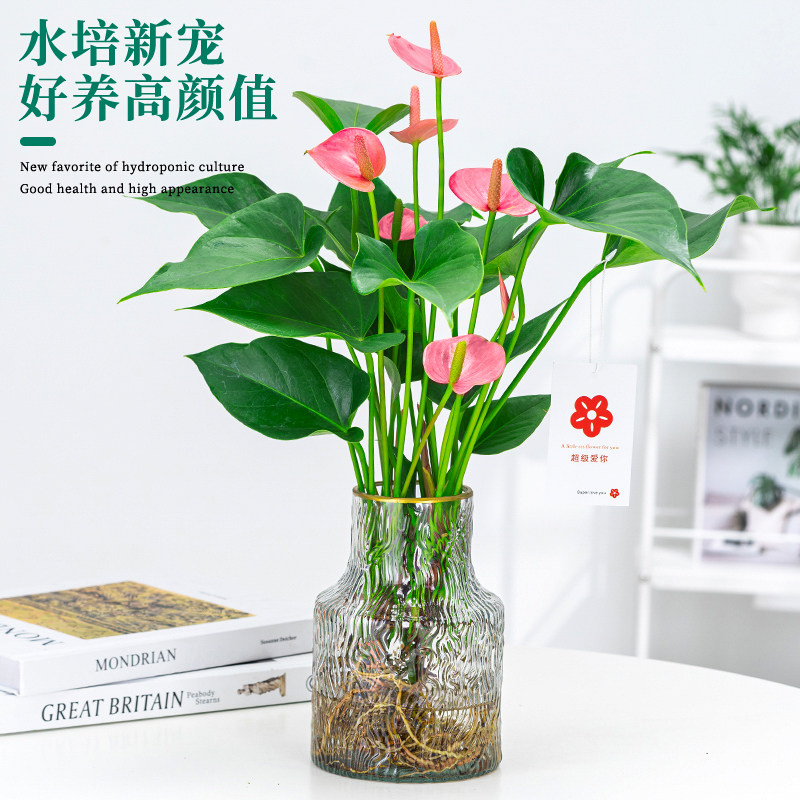 水培植物粉掌红掌盆栽办公室内桌面净化空气绿植四季开花好养花卉