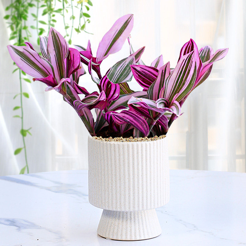 油画婚礼吊兰大棵多肉锦紫露兰桌面花卉室内阳台绿植盆栽水培植物