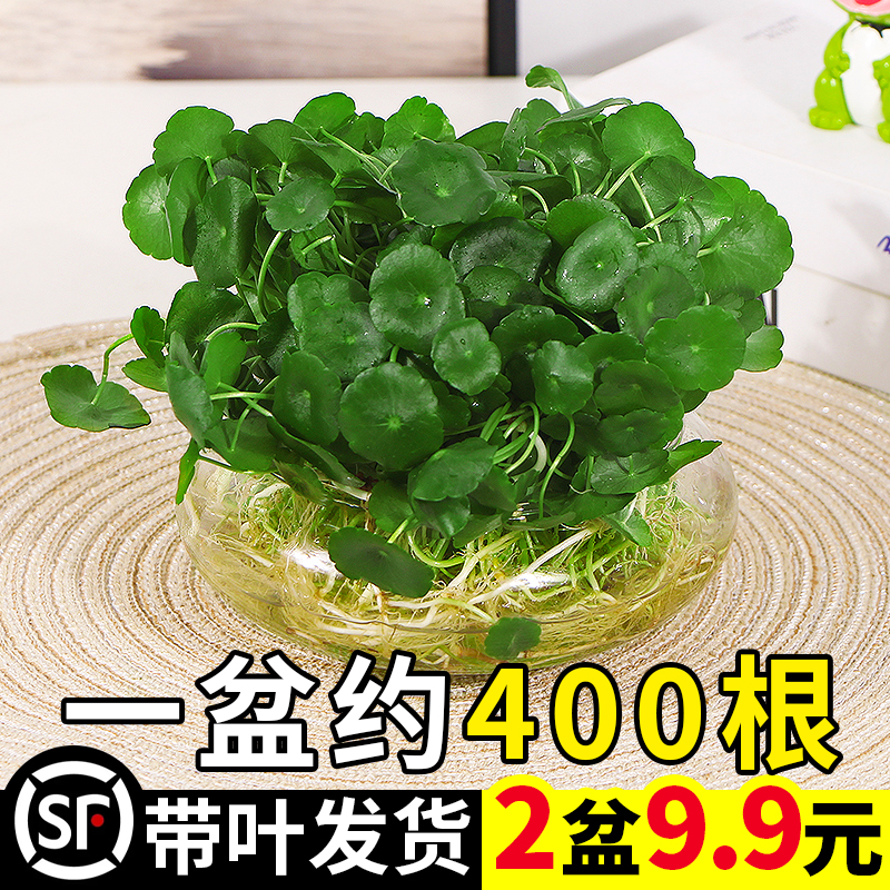 铜钱草小绿植水培物养籽花卉