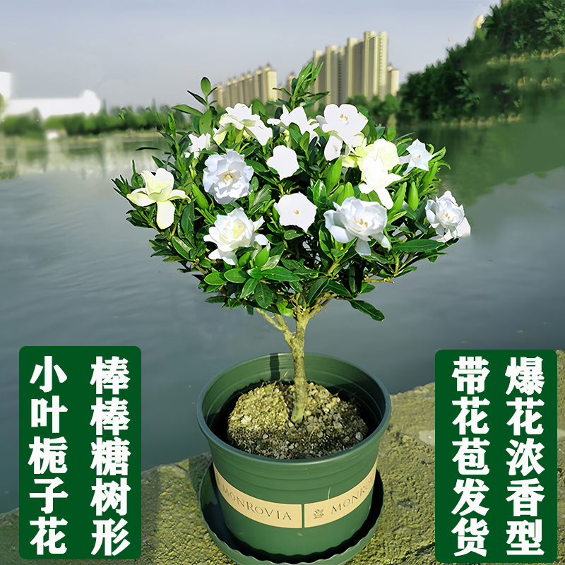 独杆小叶栀子花盆栽大棵树苗花季带花苞室内阳台花卉室外庭院植物