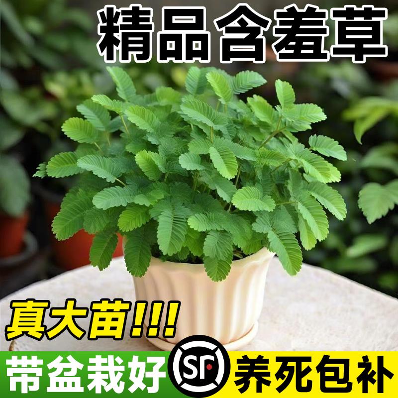 含羞草盆栽成品大苗室内办