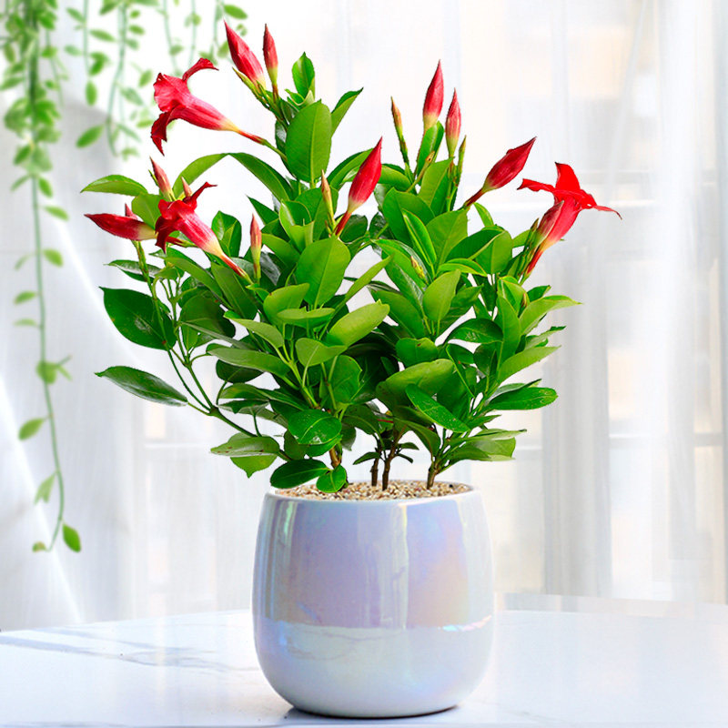 万里飘香藤四季开花爬藤植物红色双喜藤花苗阳台室内夏季花卉盆栽