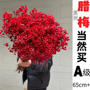 澳洲腊梅鲜花水培鲜枝干枝真花年宵花卉室内过年花冬季 蜡梅鲜切花