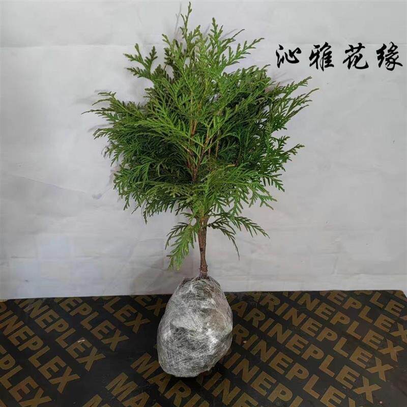 柏树坟地树苗香柏树树苗浓香型四季药用北美香柏驱蚊庭院绿植珍贵