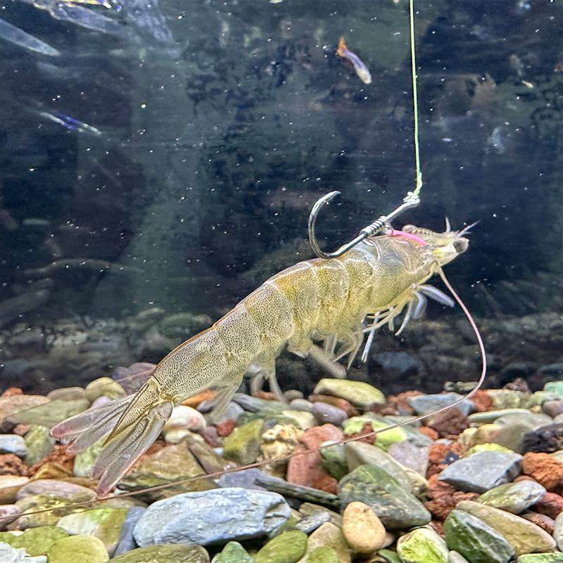 虾背钩钓鱼钩活虾钩虾背钩进口皮筋路亚海钩钓矶鲈鱼石斑红油专用