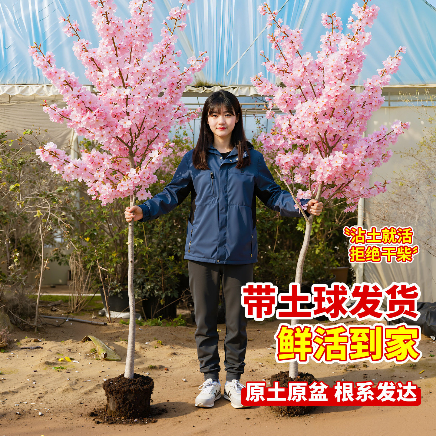 晚樱花树苗庭院大树绿化高杆图片