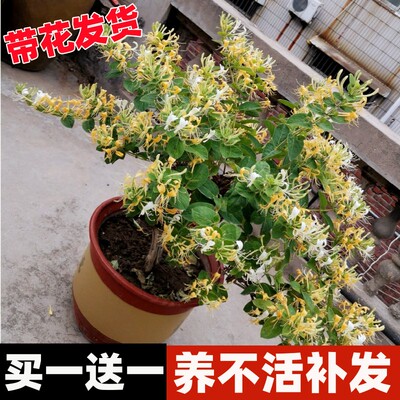 可食用四季金银花树苗浓香开花卉盆栽阳台庭院爬藤植物老桩带花苞