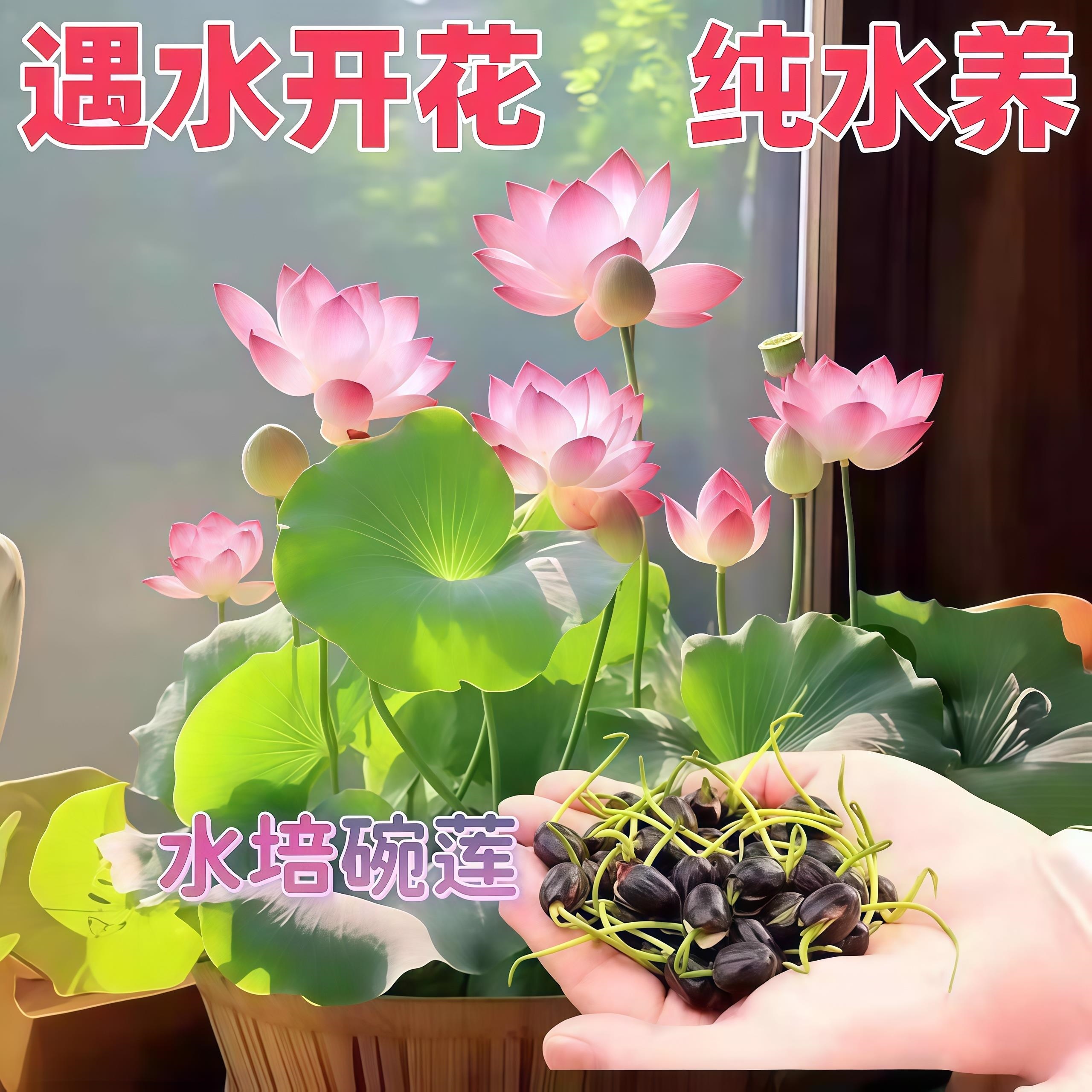 已开口碗莲种子水培种籽室内外四季花易活开花盆栽荷花睡莲绿植物