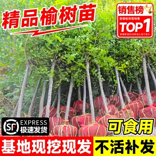 榆钱树苗可食用小叶榆树绿化工程大树苗榔榆树地栽庭院风景树盆景