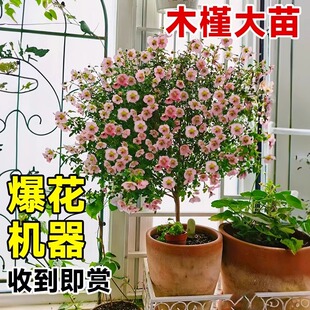 小木槿花苗棒棒糖大树苗花卉植物盆栽室内阳台带花绿植庭院蓝雪花