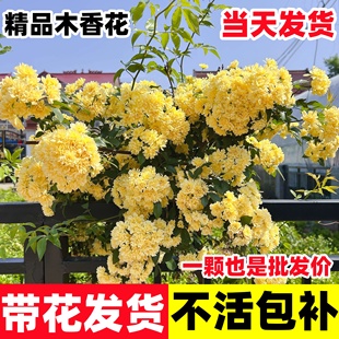 黄木香花苗爬藤植物重瓣红白木香树苗老桩阳台庭院四季盆栽开花卉