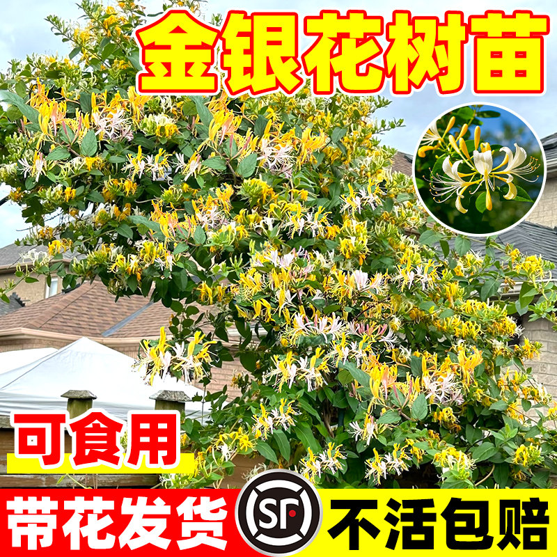 可食用金银花树苗红黄四季开花卉盆栽阳台庭院爬藤植物老桩带花苞