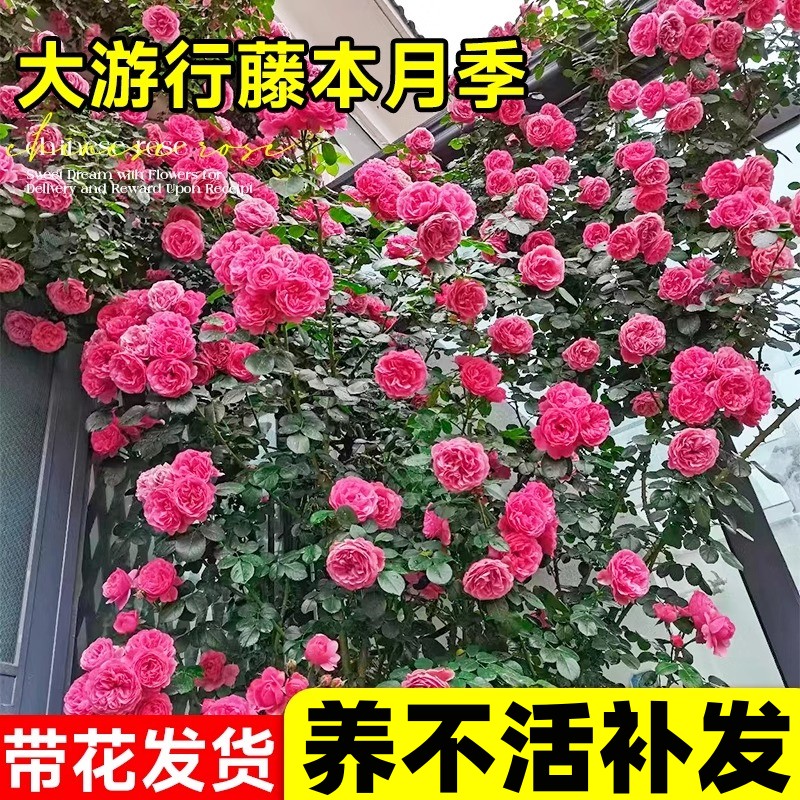 大游行藤本月季墙微花树苗爬藤花卉四季开蔷薇玫瑰花盆栽浓香老桩