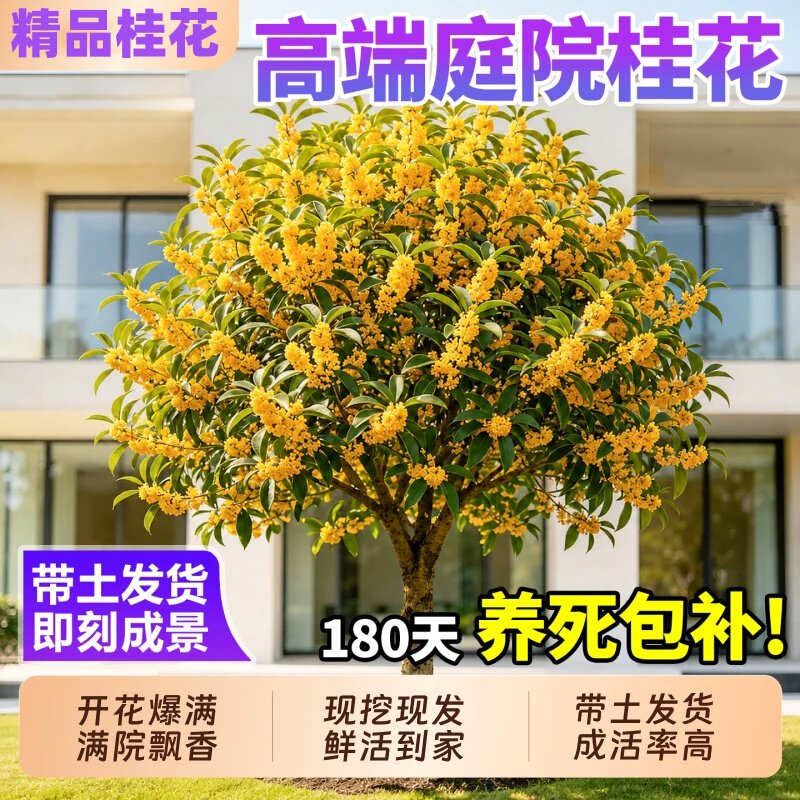 桂花树苗大树四季桂南北方种植图片