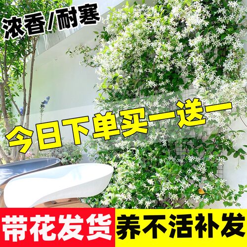 络石藤爬藤植物庭院风车茉莉花苗
