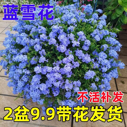 蓝雪花盆栽耐热阳台爬藤多季好养