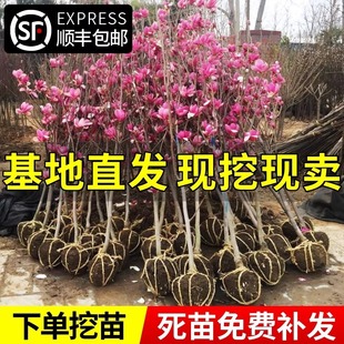 玉兰花树苗盆栽红白黄紫玉兰花苗室外庭院耐寒植物绿化广玉兰花卉