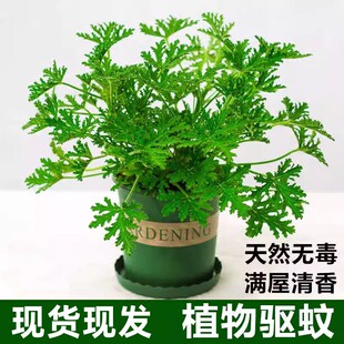 驱蚊草盆栽植物室外室内绿植祛蚊种籽子庭院香叶天竺葵开花防蚊虫