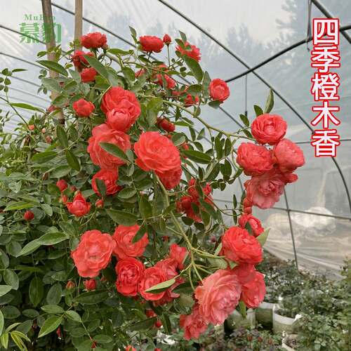 爬藤红橙黄白木香庭院四季