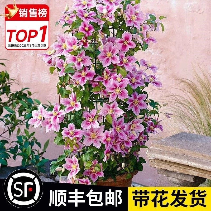 铁线莲爬藤植物庭院耐寒绿植花卉盆栽苗乌托邦银币阳台开花四季热