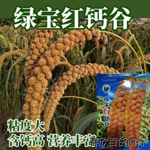 抗鸟红香谷谷子 小米红谷子黄谷鸟不叼糯小米种子黏米种子春秋播