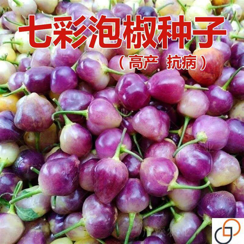 七彩椒种子超辣五彩泡椒种籽辣椒盆栽观赏蔬菜四季播高产朝天椒