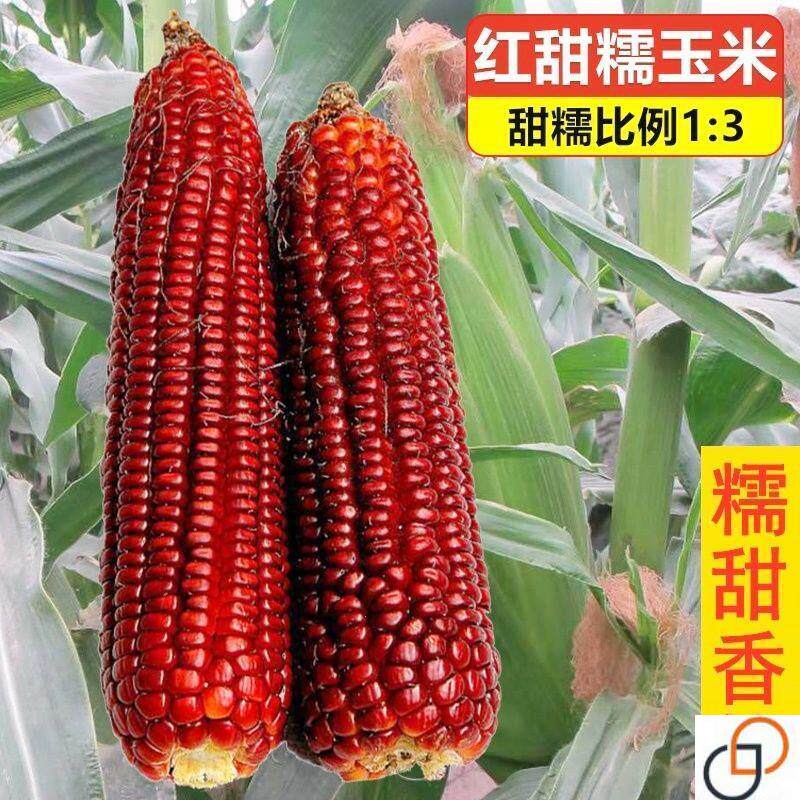 红粘大棒甜糯玉米种籽高产杂交正品白红糯玉米超甜水果甜玉米种孑