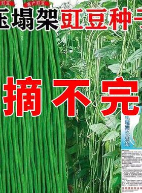 三尺特长豆角种子无筋高产豇豆四季早熟蔬菜种子抗虫抗病高产新种