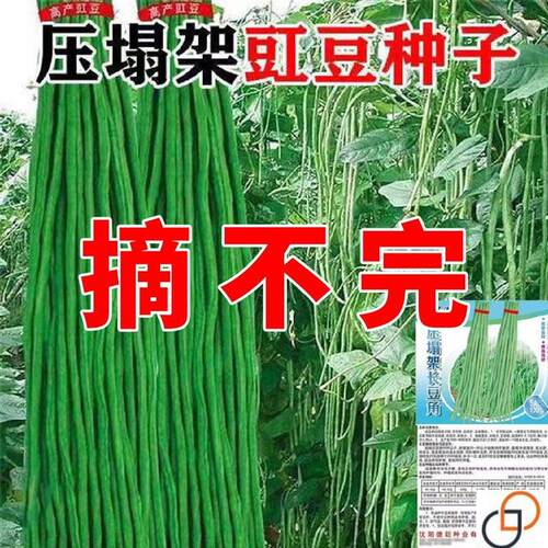 三尺特长豆角种子无筋高产豇豆四季早熟蔬菜种子抗虫抗病高产新种