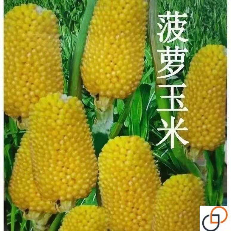 超甜水果玉米种子高产大棒甜糯新品种早熟矮杆早熟南方春夏秋季播