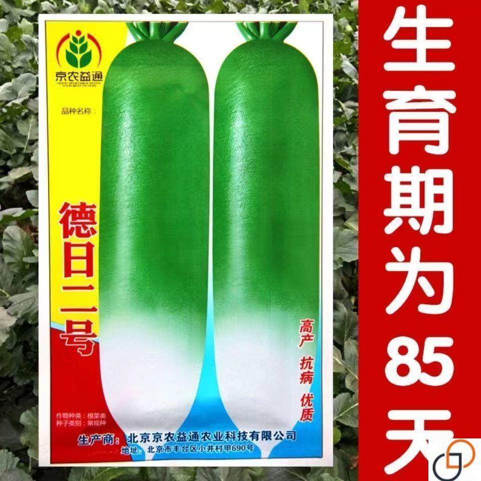 德日二号萝卜种子正品萝卜生吃甜脆里外青萝卜种籽抗病高产蔬菜子