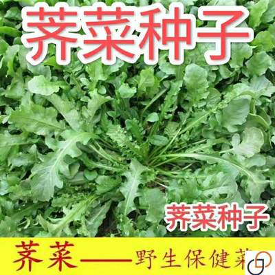 野生荠菜种子春冬季耐热耐寒四季播种农家田园盆栽地载蔬菜种子