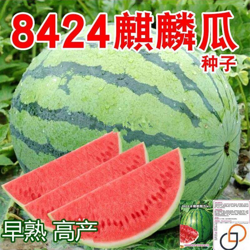 8424麒麟少籽西瓜种子无籽特大高产巨型甜王南方四季蔬菜水果种孑