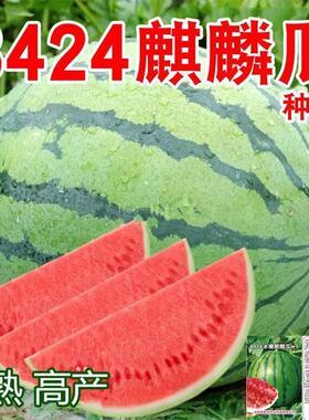 8424麒麟少籽西瓜种子无籽特大高产巨型甜王南方四季蔬菜水果种孑