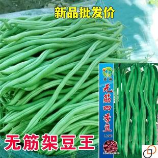 无筋架豆王种子四季豆特长无筋豆角荚长肉厚高产无丝无柴蔬菜种孑