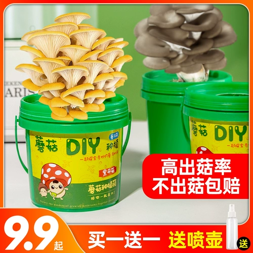 Грибные культивирование сумка черная планета грибные грибные грибные грибные грибные бактерий -бактерий самообеспечение