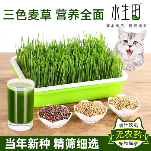 育苗盘无土栽培设备神器小麦种子