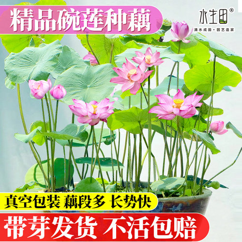 碗莲种藕微小型根茎带芽观赏藕