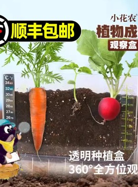 儿童种植小盆栽小农场发芽小植物小花农迷你小农场根系生长观察窗