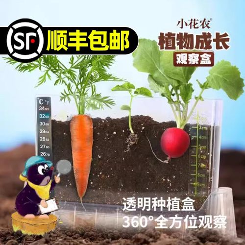 水生田根系生长观察窗植物生长