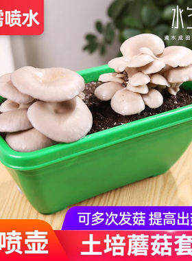 蘑菇种植包土培菌包菌种家种菌菇包黑平菇香菇家庭室内四季食用菌
