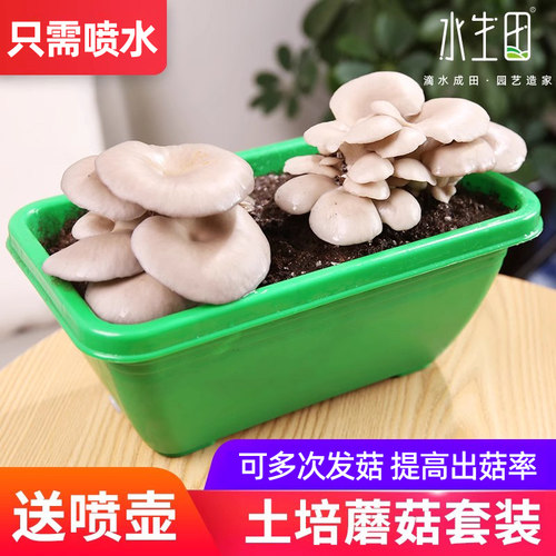 土培蘑菇喷水就长家庭室内