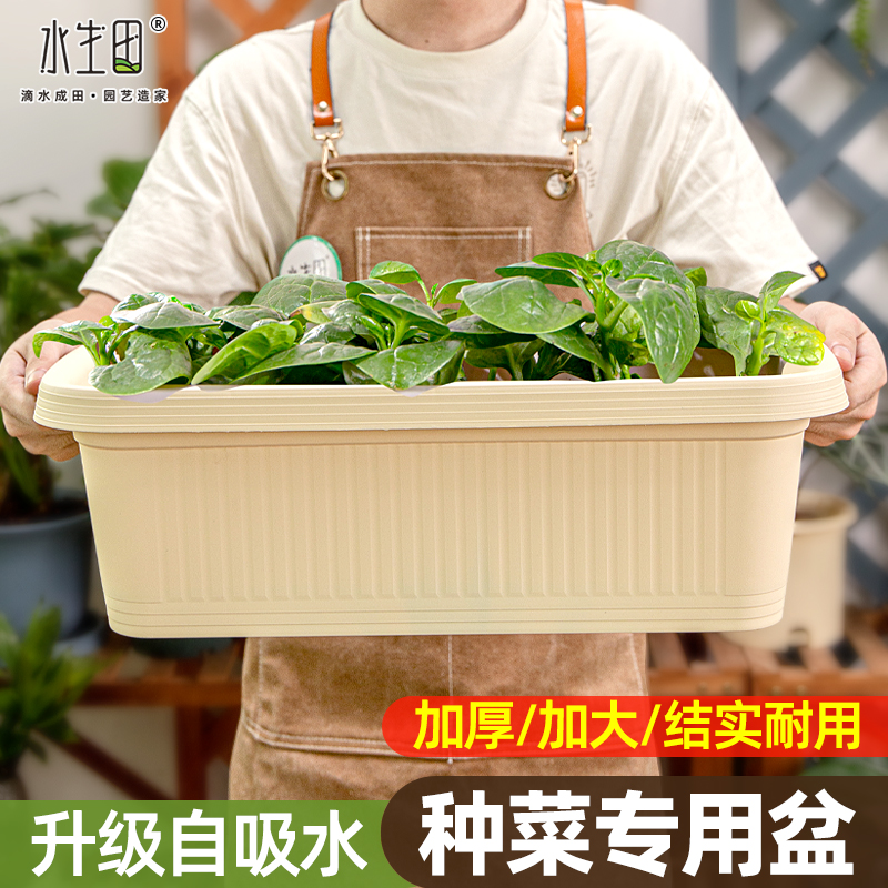 水生田阳台种菜盆蔬菜种植