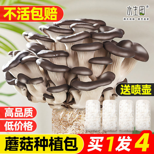 水生田蘑菇种植包家庭新鲜菌棒